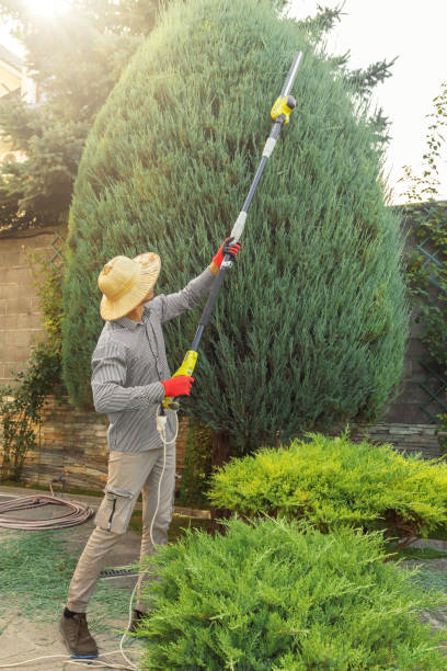 Best Tree Removal  in Columbia City, OR