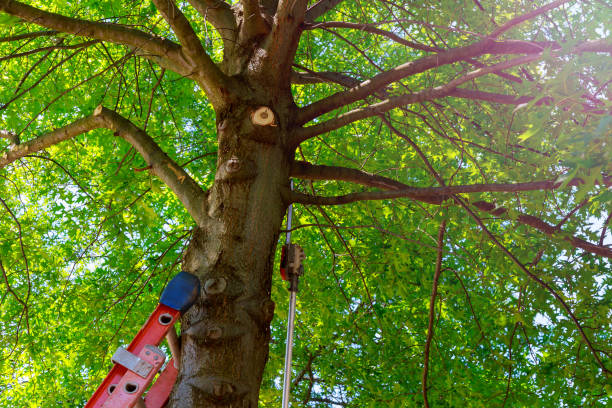 How Our Tree Care Process Works  in  Columbia City, OR